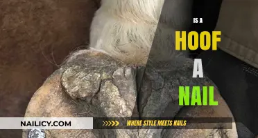 Unraveling the Mystery: Hooves vs. Nails in Animal Anatomy