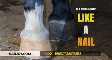 Are Horse Hooves Like Nails? Unraveling Equine Anatomy Myths