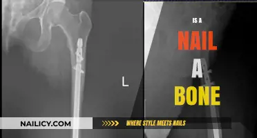 Exploring the Surprising Similarities: Are Nails and Bones More Alike Than We Think?
