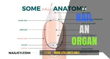 Exploring the Anatomy of Nails: Are They Truly Organs?