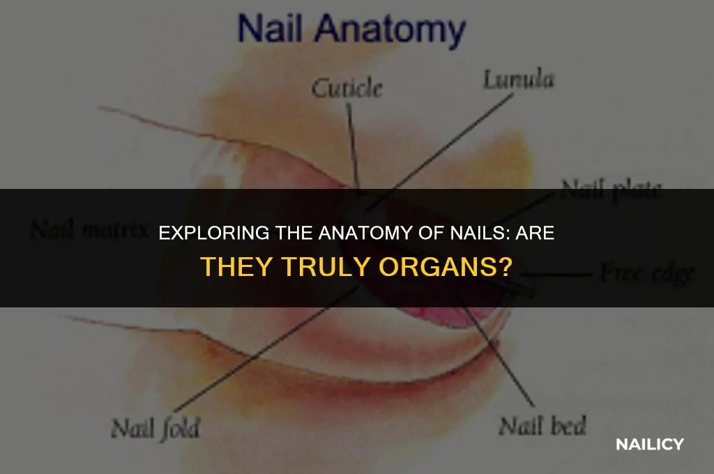 is a nail an organ