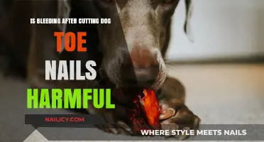 Trimming Dog Nails: Bleeding and Harm