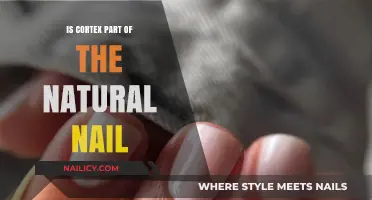 Understanding the Cortex: Is It a Natural Nail Component?