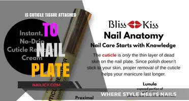 Are Cuticles Attached to Nail Plates? Unraveling the Connection