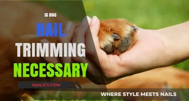 Why Trimming Your Dog's Nails is Essential