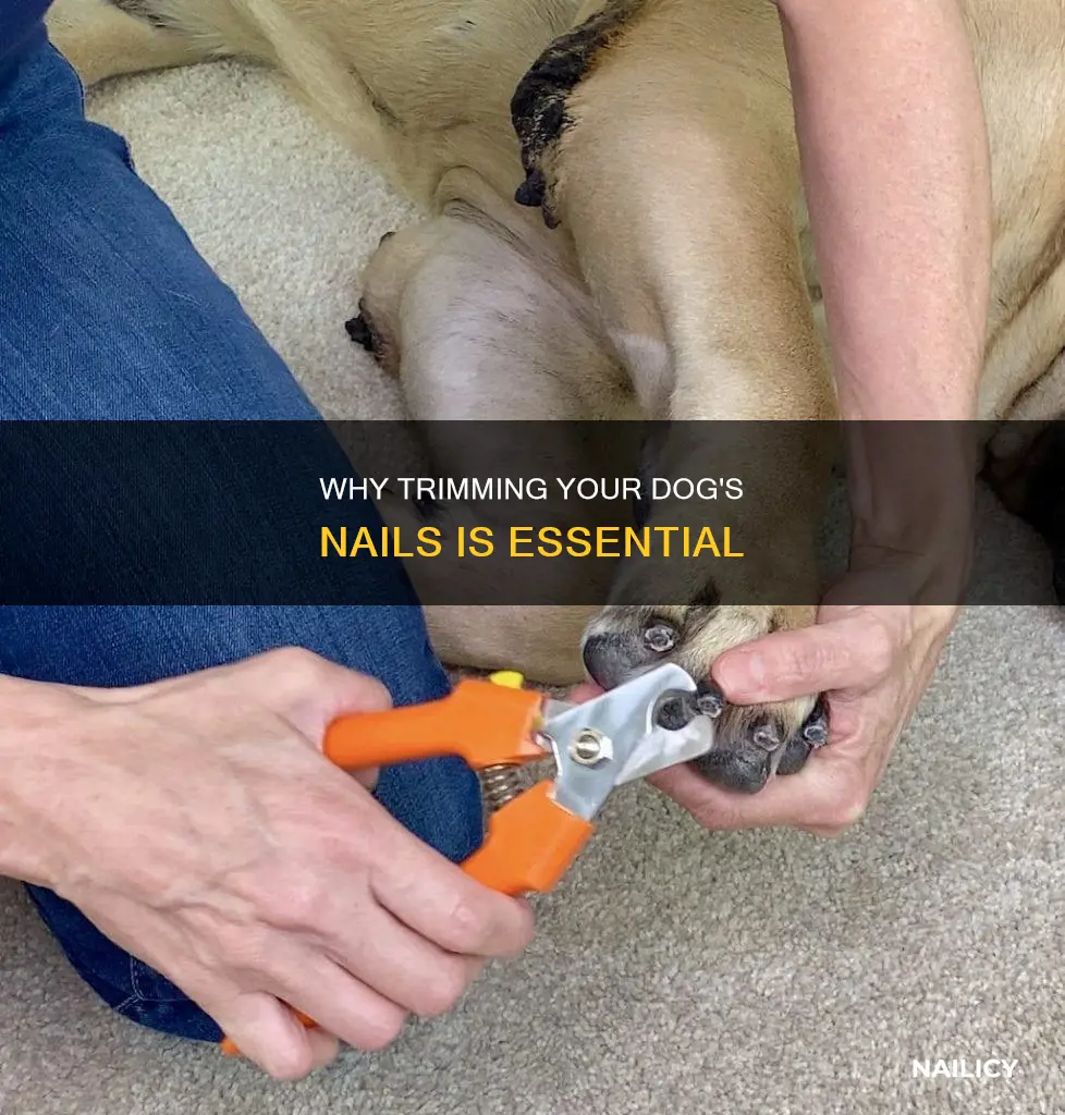 is dog nail trimming necessary
