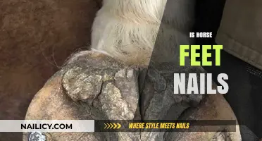Exploring Equine Hoof Care: The Importance of Proper Nail Maintenance
