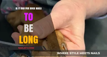 Long Nails: A Pain in the Paw for Dogs?
