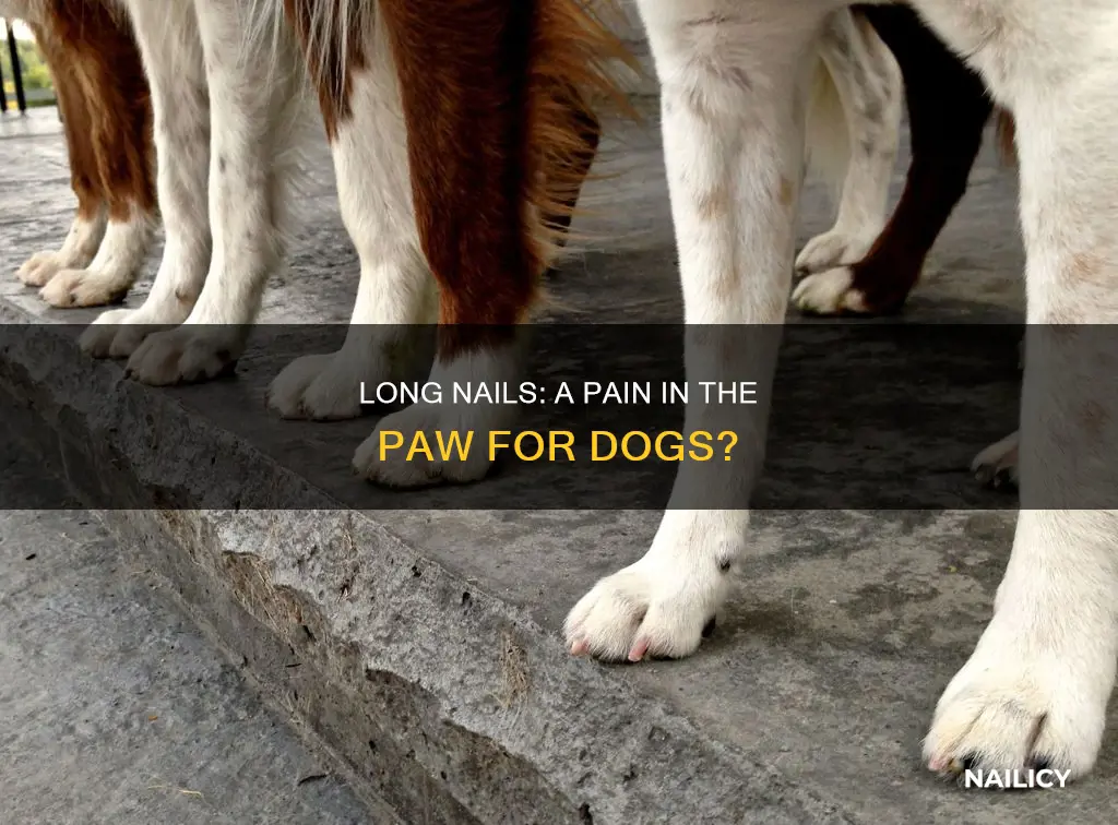 is it bad for dogs nails to be long