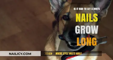 Long Nails: A Painful Problem for Dogs