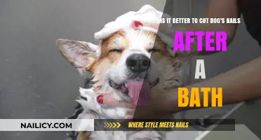 Why Trim Your Dog's Nails Post-Bath