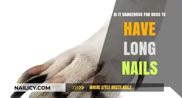 Long Nails: A Painful and Dangerous Issue for Dogs