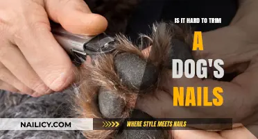 Trimming Dog Nails: A Daunting Task or Easy Routine?