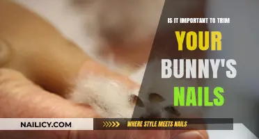 Trimming Your Bunny's Nails: Why It's Necessary and How to Do It