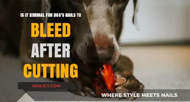 Are Your Dog's Nails Bleeding? Here's What to Do