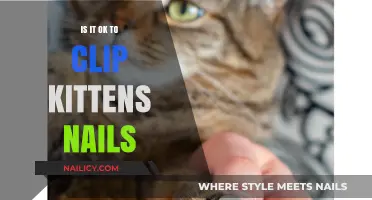 Is Clipping Kitten Nails Safe? A Guide for Cat Owners