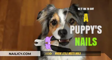 How to Safely Trim Your Puppy's Nails