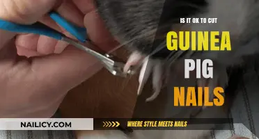 Trimming Guinea Pig Nails: Is It Safe?