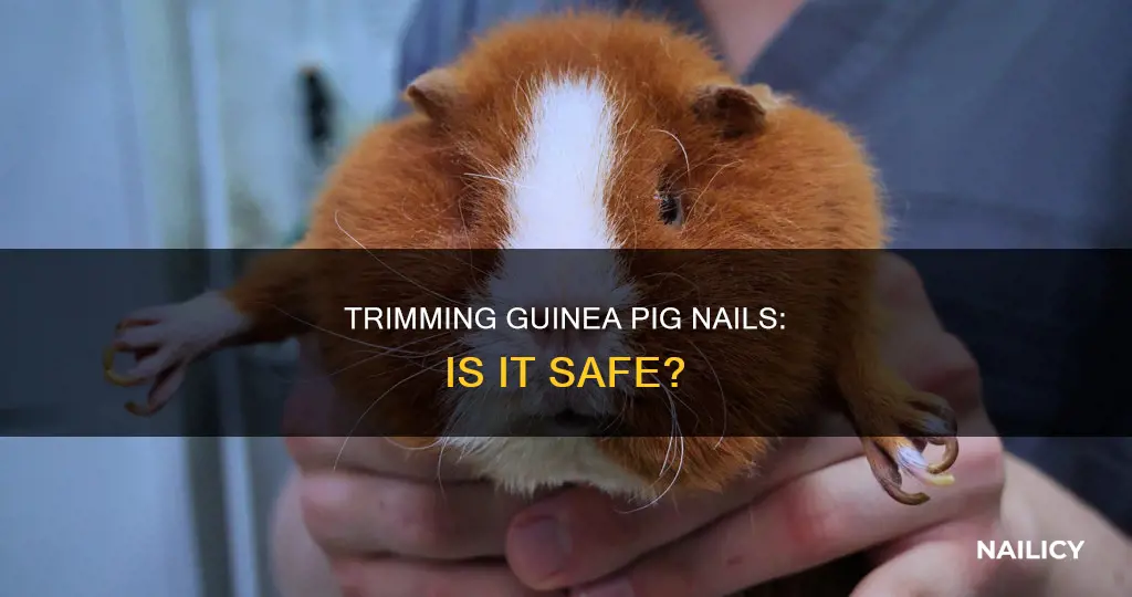 is it ok to cut guinea pig nails