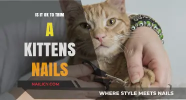 Trimming a Kitten's Nails: Safe or Not?