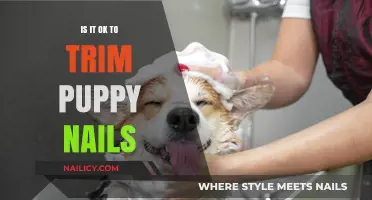 Trimming Puppy Nails: What You Need to Know