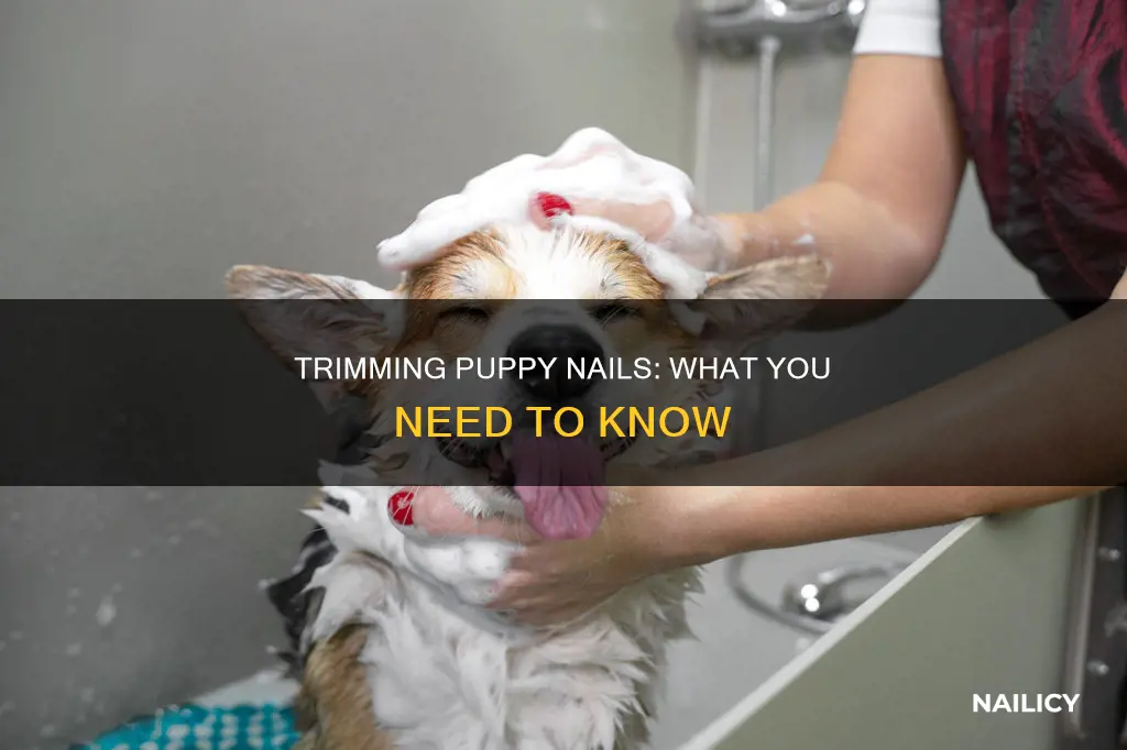 is it ok to trim puppy nails