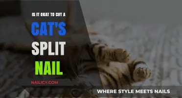 How to Handle Your Cat's Split Nail