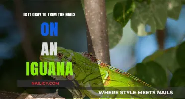 Trimming Iguana Nails: What You Need to Know