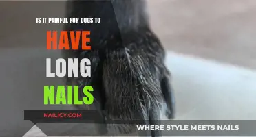 Dog Nail Pain: The Long Nail Dilemma