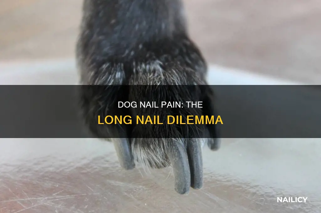 is it painful for dogs to have long nails