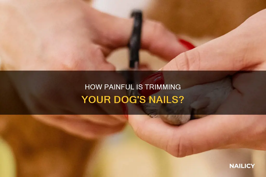 Image showcasing How Painful Is Trimming Your Dog's Nails? | Nailicy