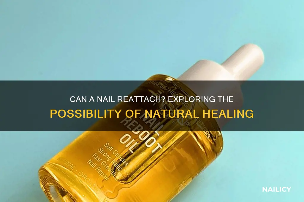 is it possible for a nail to reattach