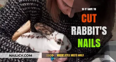 Trimming Rabbit Nails: Safe or Not?