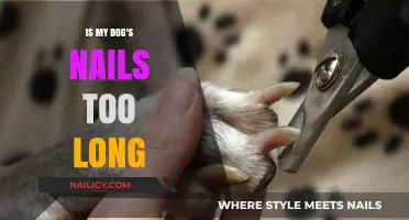 How Long is Too Long for Dog Nails?