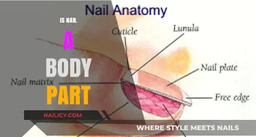 Exploring the Anatomy: Is a Nail Truly a Body Part?