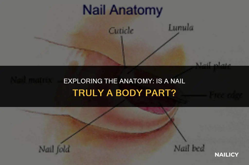 is nail a body part