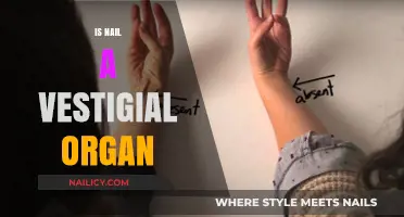 Unveiling the Mystery: Is the Nail a Vestigial Organ?