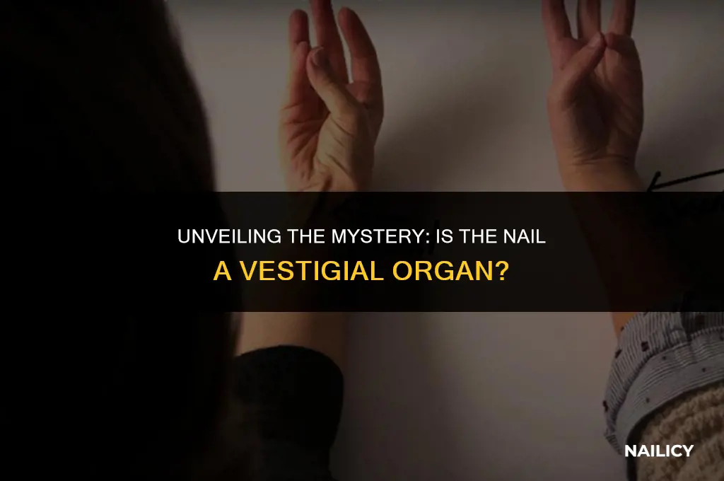 is nail a vestigial organ