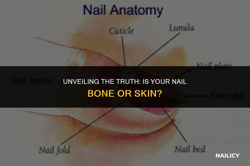 is nail bone or skin