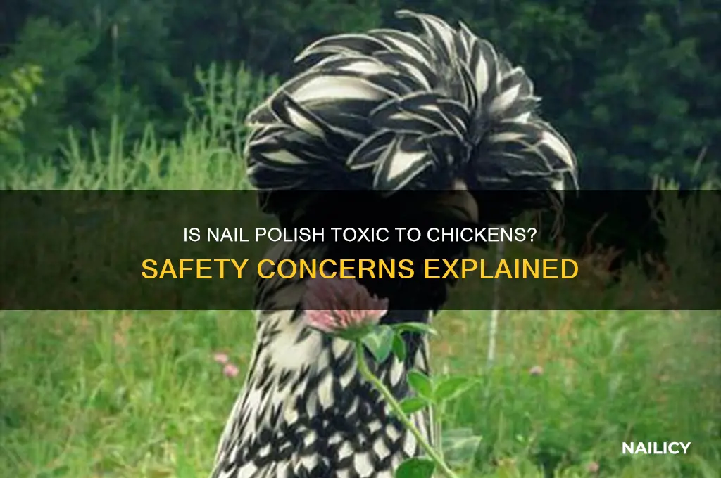 is nail polish poisonous to chickens