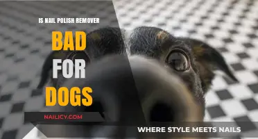 Nail Polish Remover: Toxic for Dogs?