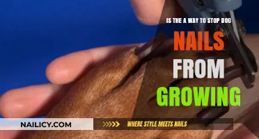 How to Stop Your Dog's Nails from Growing