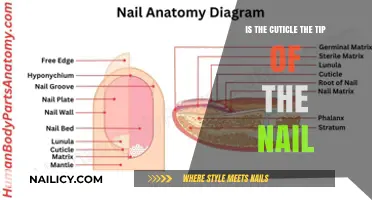 Is the Cuticle the Tip of the Nail? Unraveling Nail Anatomy