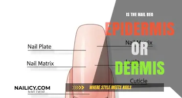 Nail Bed Anatomy: Epidermis or Dermis? Unraveling Skin Layers