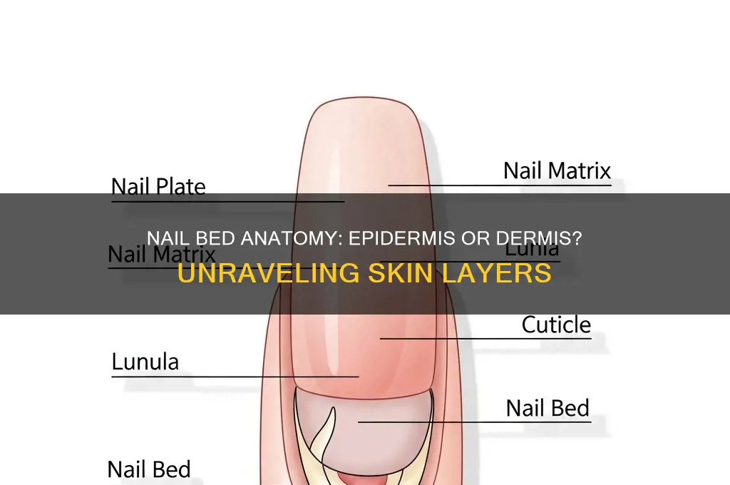 is the nail bed epidermis or dermis