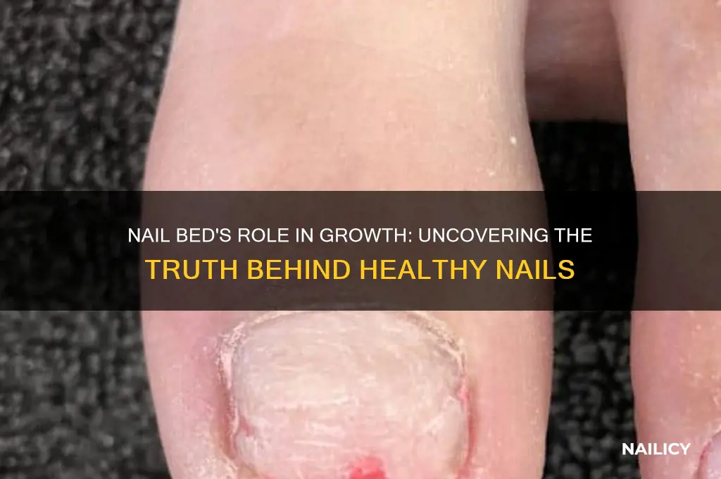is the nail bed responsible for growth