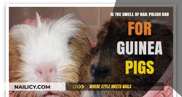 Is Nail Polish Smell Harmful to Guinea Pigs? Find Out Now!