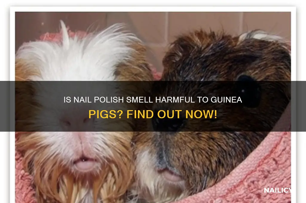 is the smell of nail polish bad for guinea pigs