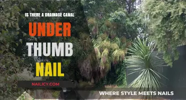 Uncovering the Truth: Drainage Canal Under Thumb Nail Myth Explained