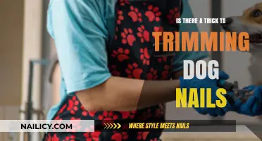 Trimming Dog Nails: The Safe and Easy Way